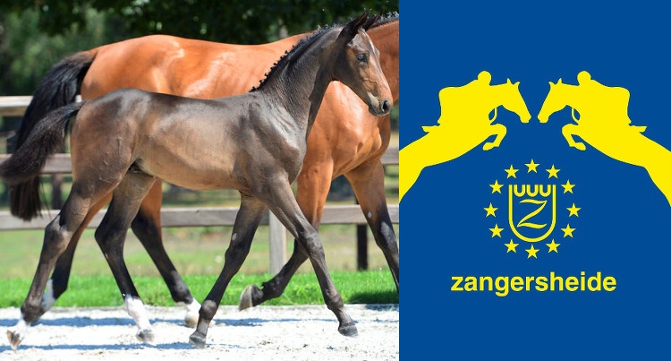 Castar R Z (Cicero Z – Darco) & logo Zangersheide, fot. Zangersheide Auction