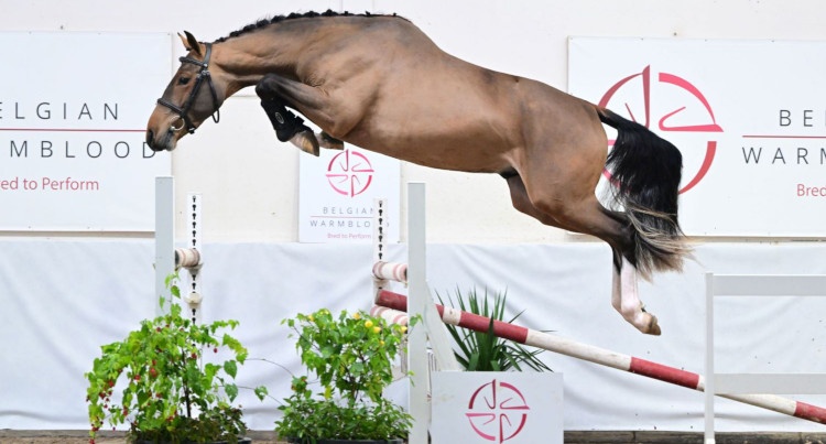 Umber van 't Zorgvliet (Tangelo van de Zuuthoeve x Emerald), fot BWP Top Stallion Auction