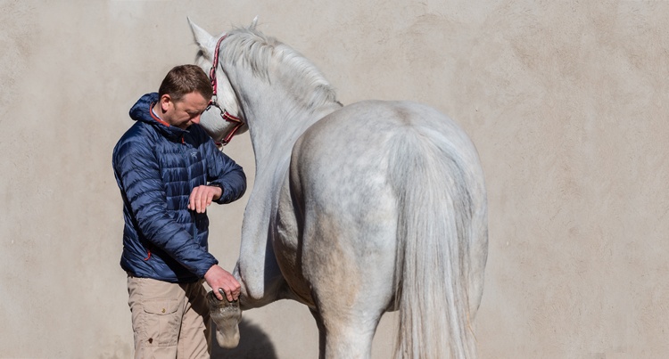 Weterynaria: Badanie kupno-sprzedaż konia, fot. Aleksandra Walas
