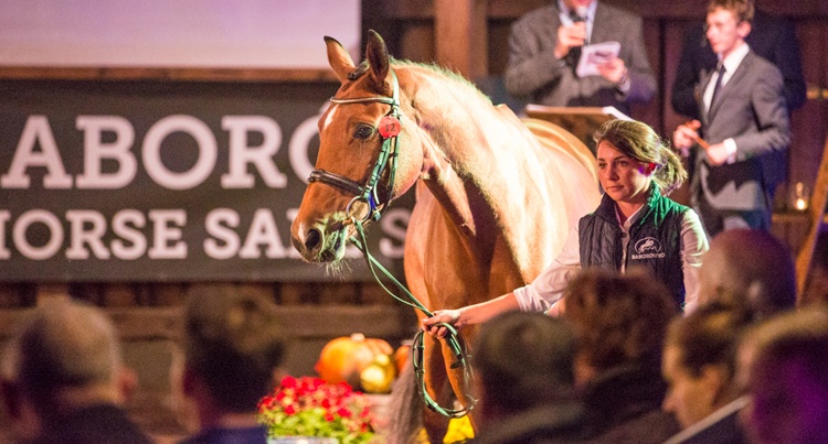 Baborówko Horse Sale Show 2017 - wyniki aukcji