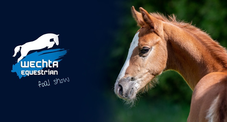 Wechta Foal Show – plakat, fot mat. prasowe