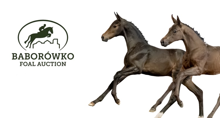 Baborówko Foal Auction 2026