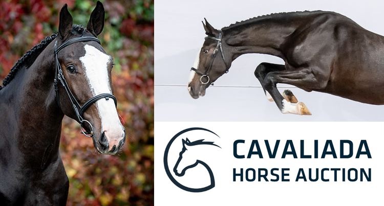Cavaliada Horse Auction 2023, fot mat prasowe