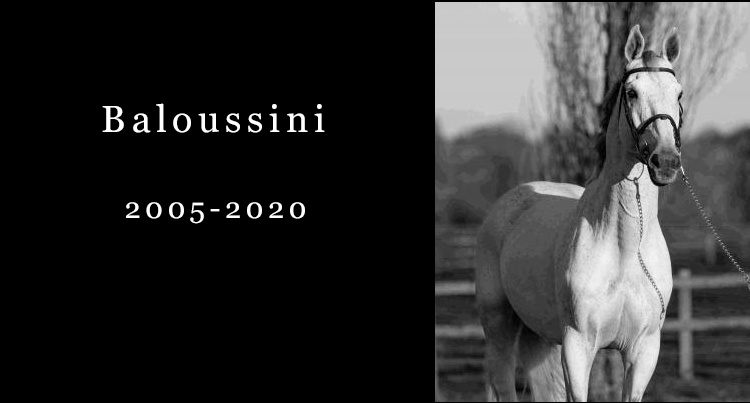 In memoriam: Baloussini, fot. www.gfeweb.com