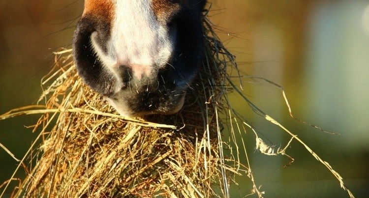Koń jedzący siano, fot. foter.com