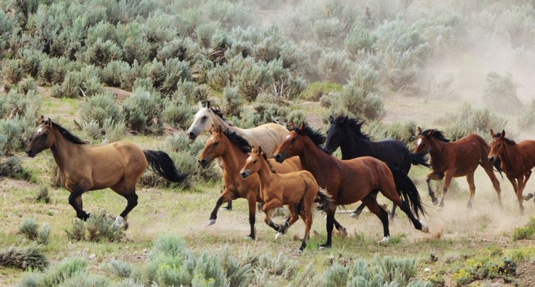 Czy dzikie konie z Kalifornii trafią do rzeźni?