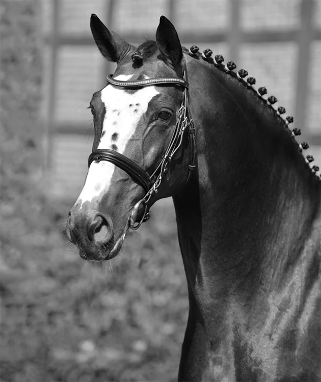 Balou du Rouet (Baloubet du Rouet x Continue), fot www.schockemoehle.com