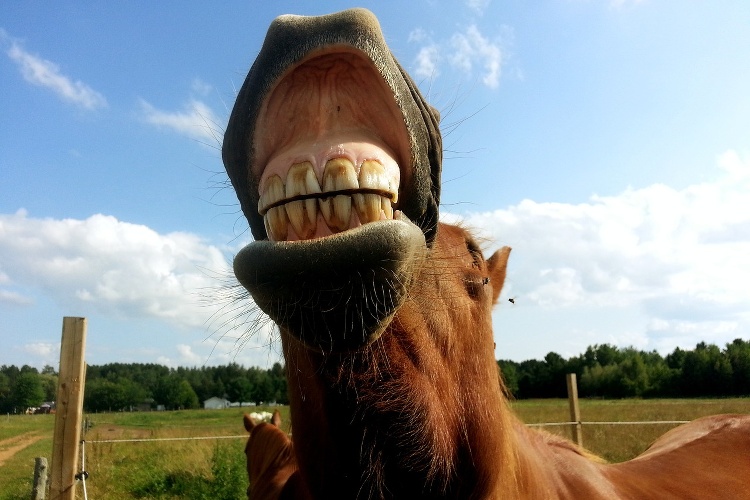 cęgi
