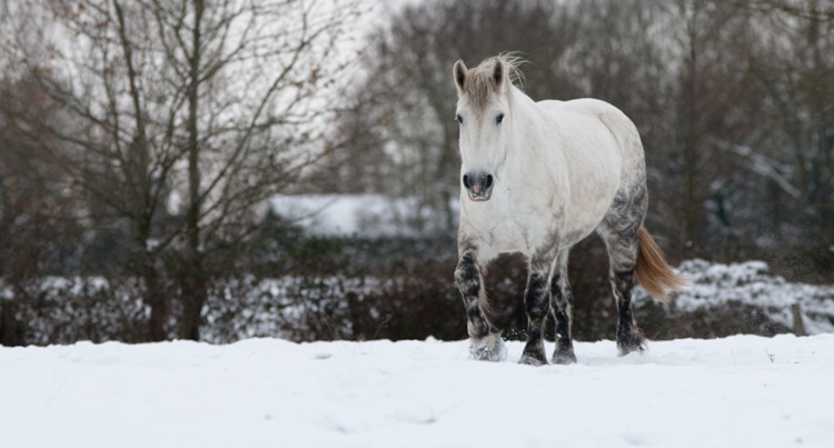 Horse snow fot foter.com