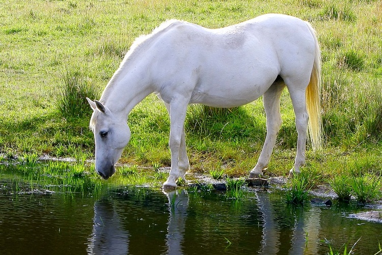 koń