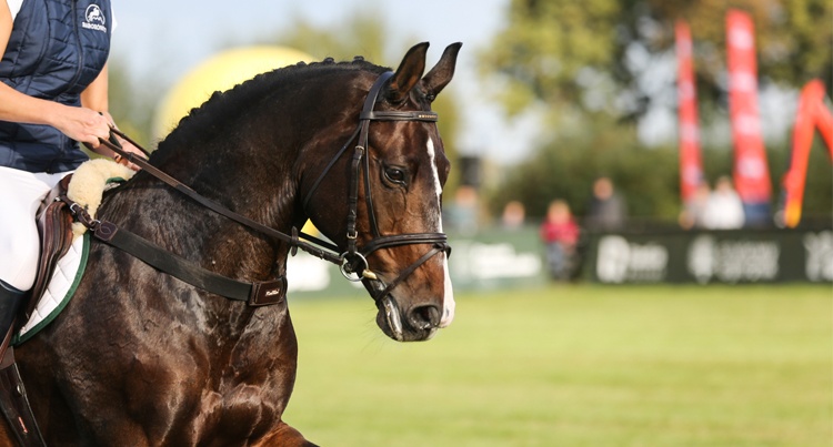 Little Cartier (Cartier II – Losita 2/Landwind II) fot. Dava Palej