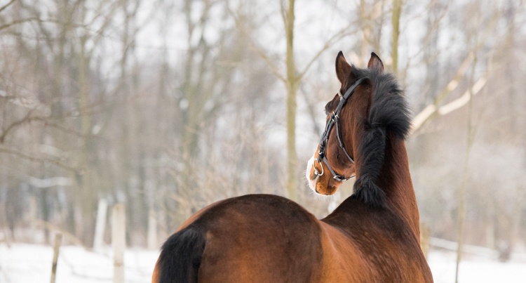 Koń zimą fot. Oliwia Chmielewska 