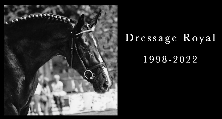 In memoriam: Dressage Royal, fot. www.sprehe-hengste.de