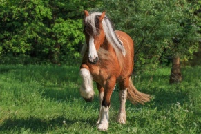 kulawizna