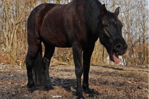 kaszel