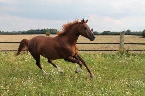 pastwisko