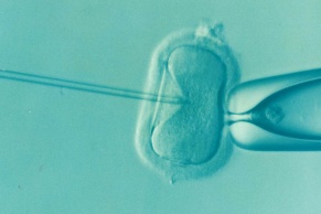 inseminacja