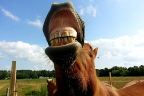 cęgi