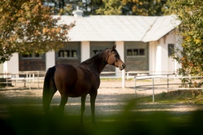 stadnina