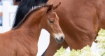 Wechta Foal Show 2023: Lista zakwalifikowanych koni