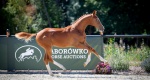 Baborówko Horse Auctions – Foals Edition 2022: Wszystko o selekcji do aukcji 