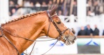 IO Rio 2016: Konie skokowe już po przeglądzie!