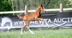 Mevita Foal & Embryo Auction 2022: Córka Panamy du Seigneur rekordzistką aukcji 