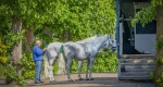 Ważna informacja w sprawie przewozu koni z Ukrainy 