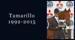 In memoriam: Tamarillo