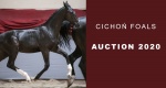 Cichoń Foals Auction 2020: Wyniki aukcji