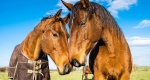 PETA chce stworzenia bazy z danymi oprawców koni 