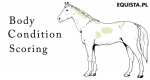 Body Condition Scoring, czyli metoda oceny kondycji konia