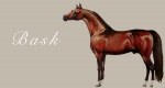 Niezwykłe konie: Bask (Witraż x Amurath Sahib)