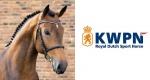 KWPN Select Sale 2021: Pierwsza aukcja online w historii KWPN