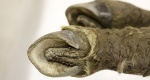 Na Syberii znaleziono ciało źrebaka, które ma 30-40 tys. lat 