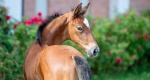 Baborówko Foal Auction 2023: Premiera tegorocznej kolekcji 
