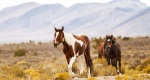Czy Wild Love Preserve uda się ochronić dzikie konie?