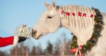 9 pomysłów na prezent dla miłośnika koni