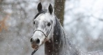 Winter Arabian Horse Auction 2021: Katalog zimowej aukcji w Janowie