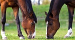 Weterynaria: Kolka - kiedy koński brzuch boli
