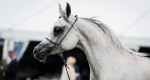 Menton Horse Show 2017: Polskie konie wracają z Francji z medalami!