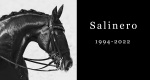 In memoriam: Salinero (Salieri x Lungau)