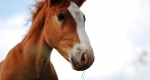 UE zakazała sprzedaży koni do Rosji 
