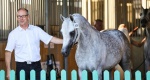 Wyniki aukcji Summer Arabian Horse Sale 2020