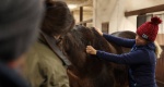 Kurs terapii powięziowej u koni z Olgą Kuleszą w Sentio Equestrian