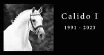 Niezwykłe konie: Calido I (Cantus x Coriander)