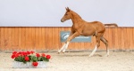 Baborówko Horse Auctions – Foals Edition 2022: Kl. Pasja wylicytowana za najwyższą kwotę 