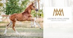 Cichoń Foals Selection & Auction 2019: Katalog źrebiąt