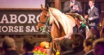 Baborówko Horse Sale Show 2018: Jak kupić konia na aukcji?