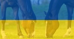 Polscy miłośnicy jeździectwa pomagają ukraińskim koniom 